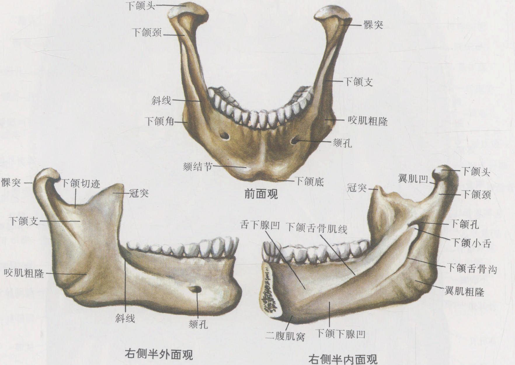 图1-53 下颌骨